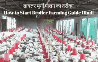 ब्रायलर मुर्गी पालन का तरीका How to Start Broiler Farming Guide Hindi?
