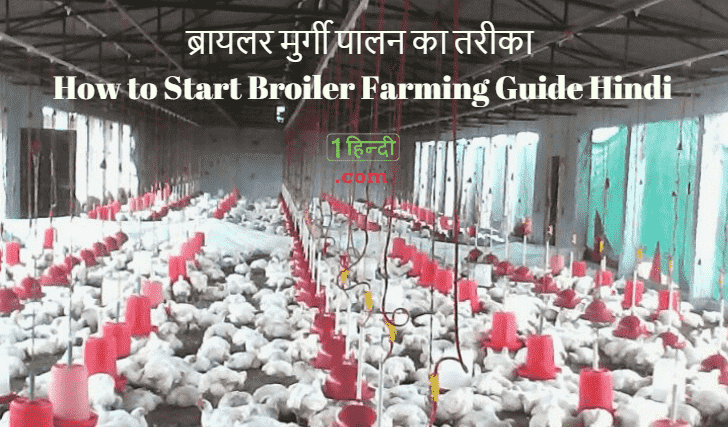 ब्रायलर मुर्गी पालन का तरीका How to Start Broiler Farming Guide Hindi?