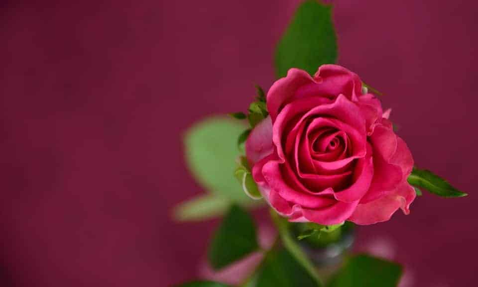 गुलाब दिवस - वैलेंटाइन डे Rose Day Valentine Day Best Wallpapers