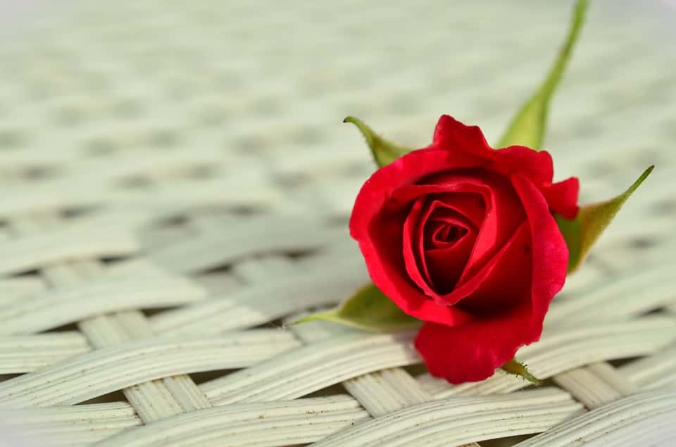 गुलाब दिवस - वैलेंटाइन डे Rose Day Valentine Day Best Wallpapers