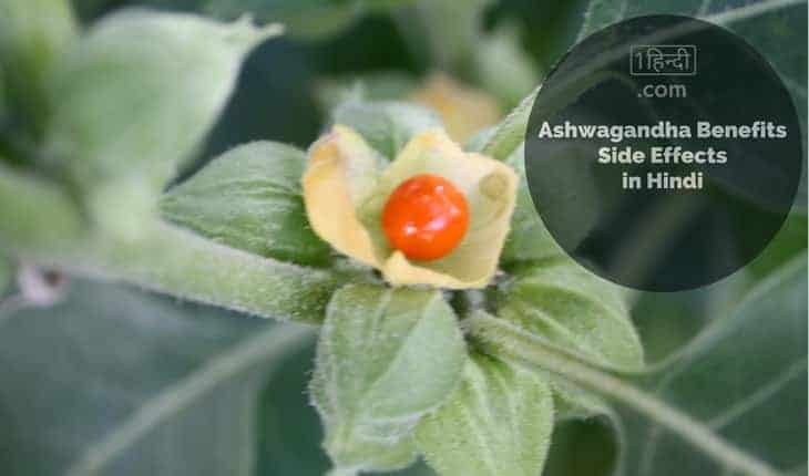 अश्वगंधा के फायदे और नुक्सान Ashwagandha Benefits Side Effects in Hindi