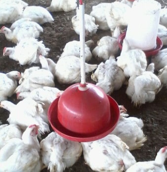 ब्रायलर फार्मिंग शुरू करने के फायदे What are Benefits of Broiler Farming in Hindi?