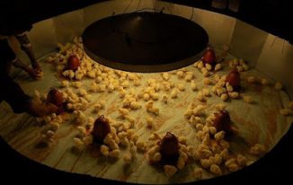 मुर्गी पालन ब्रूडिंग की पूरी जानकारी Chicken Brooding in Poultry Management Hindi