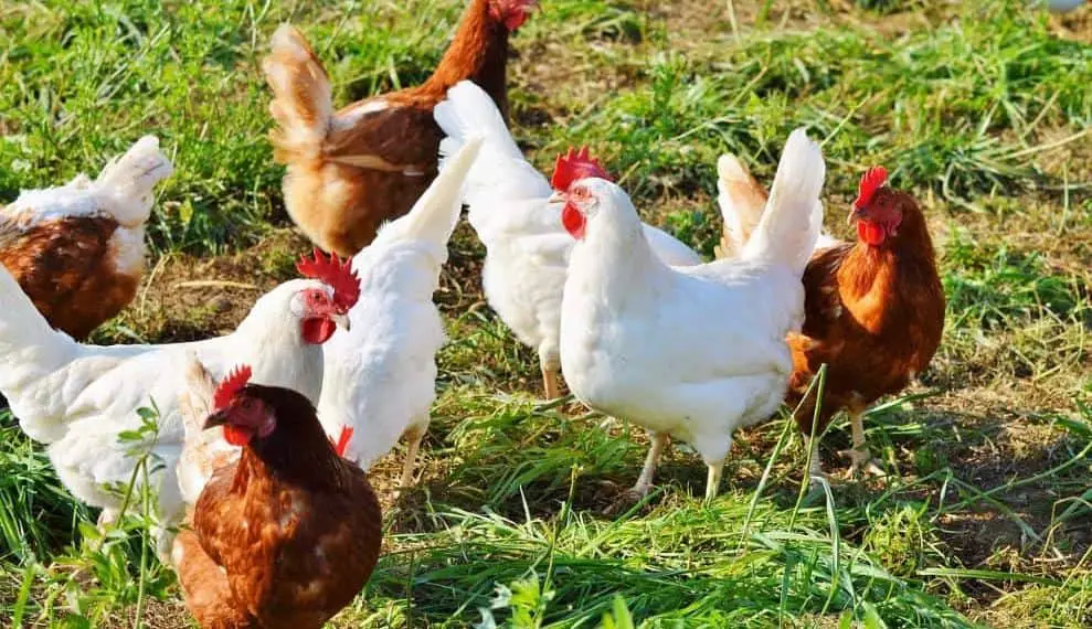 देसी मुर्गी पालन के फायदे Advantages of Desi Free Range Chicken Breed in Hindi