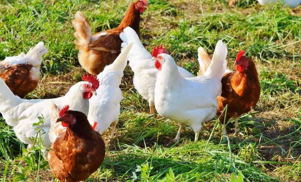 देसी मुर्गी पालन के फायदे Advantages of Desi Free Range Chicken Breed in Hindi