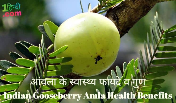 आंवला के स्वास्थ्य फायदे व गुण Indian Gooseberry Amla Health Benefits Hindi