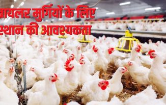 ब्रायलर मुर्गियों के लिए स्थान की आवश्यकता Broiler chicken space requirements in Hindi