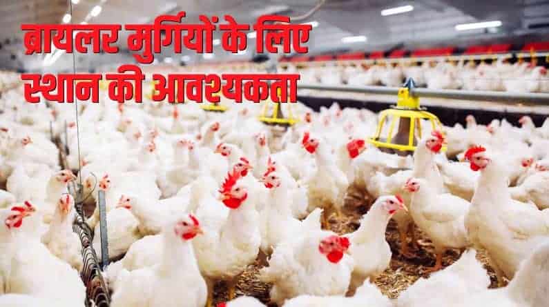 ब्रायलर मुर्गियों के लिए स्थान की आवश्यकता Broiler chicken space requirements in Hindi