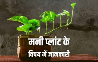 मनी प्लांट के फायदे, फेंगशुई, तथ्य Money Plant Information in Hindi
