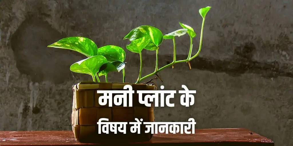 मनी प्लांट के फायदे, फेंगशुई, तथ्य Money Plant Information in Hindi