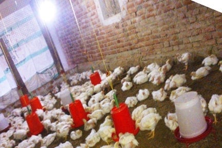 ब्रायलर मुर्गी शेड में प्रकाश की व्यवस्था (Light Management inside Broiler Shed)