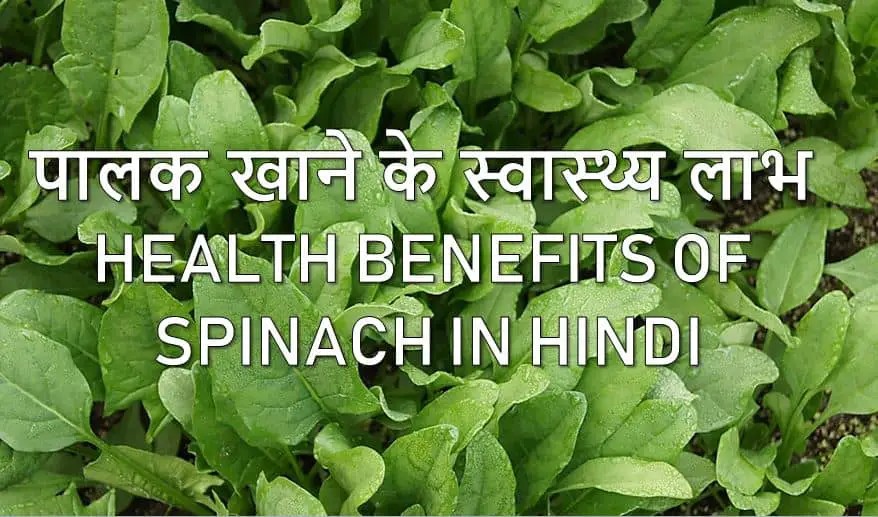 पालक खाने के स्वास्थ्य लाभ Health benefits of Spinach in Hindi