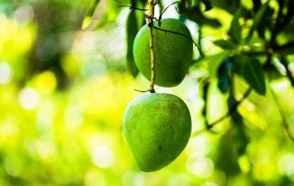 भारत का राष्‍ट्रीय फल आम National fruit of India Mango details in Hindi