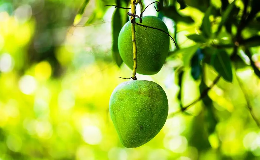 भारत का राष्‍ट्रीय फल आम National fruit of India Mango details in Hindi