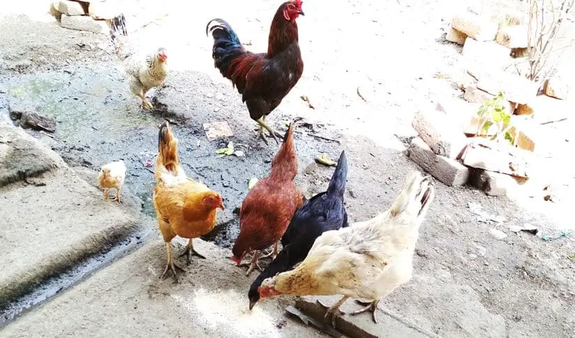मुर्गी दाना कैसे बनायें How to make Free range chicken feed at home in Hindi