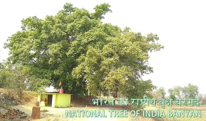 भारत का राष्ट्रीय वृक्ष बरगद National Tree of India Banyan details in Hindi