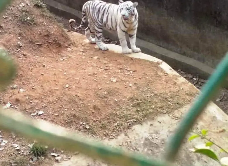 White Tiger / सफ़ेद बाघ, चिड़ियाघर की सैर पर निबंध Essay about Zoo Park Visit in Hindi - Chidiya Ghar Ki Sair Essay for Kids