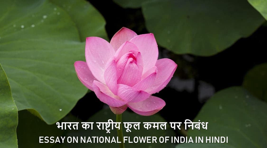 भारत का राष्ट्रीय फूल कमल पर निबंध Essay on National flower of India in Hindi