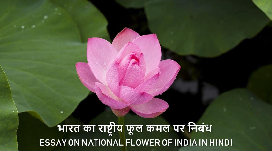 भारत का राष्ट्रीय फूल कमल पर निबंध Essay on National flower of India in Hindi