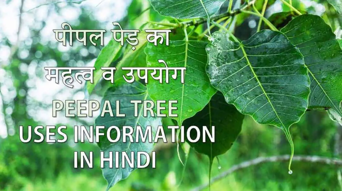 पीपल पेड़ का महत्व व उपयोग Peepal tree Uses Information in Hindi