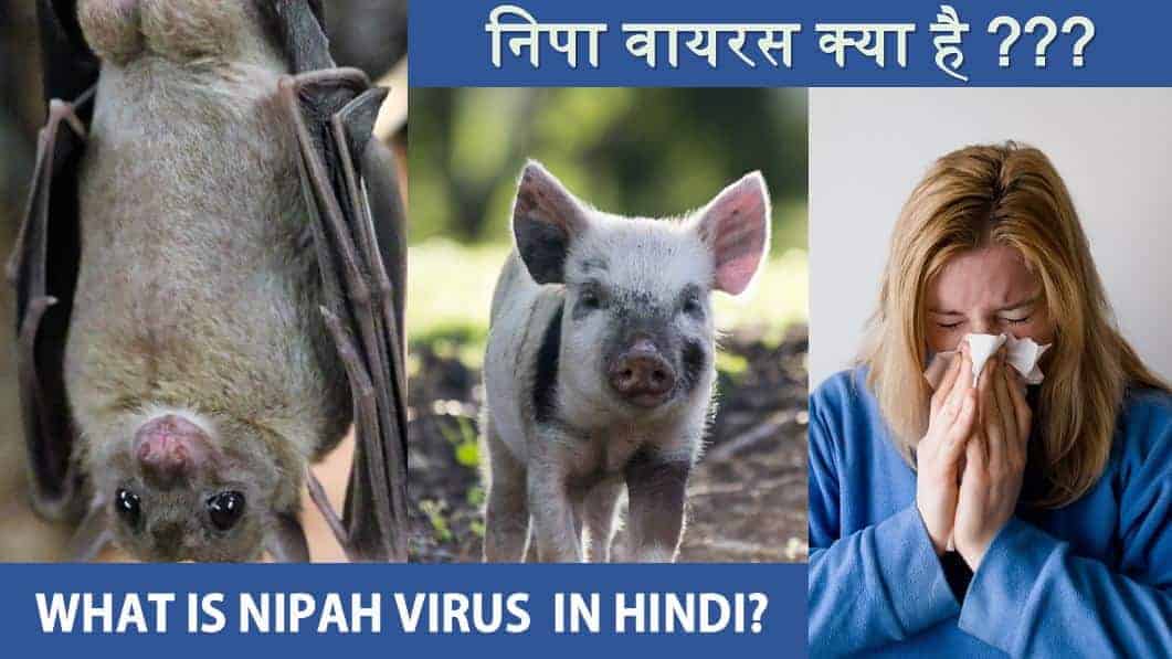 निपा वायरस क्या है? Nipah Virus Symptoms Prevention Treatment Facts in Hindi