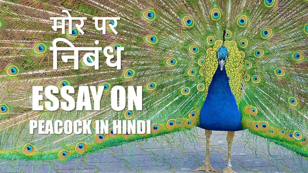 मोर पर निबंध (राष्ट्रीय पक्षी) Essay About Peacock in Hindi