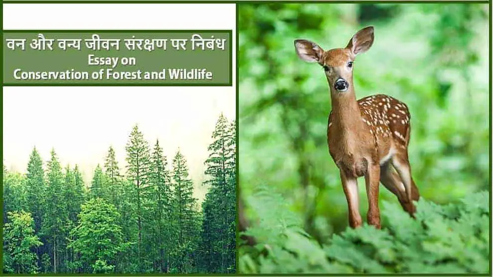 वन और वन्य जीवन संरक्षण पर निबंध Essay on Conservation of Forest and Wildlife