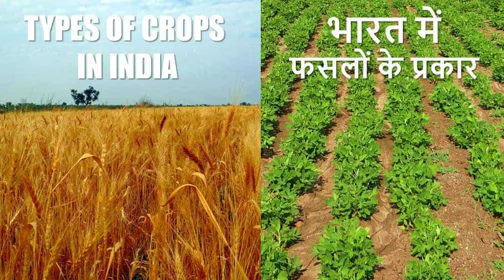 भारत में फसलों के प्रकार Types of Crops in India Hindi
