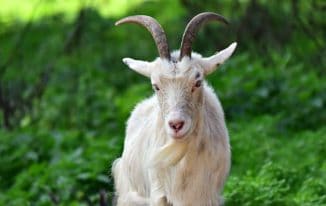 बकरी पालन के फायदे Advantages of Goat Farming in Hindi
