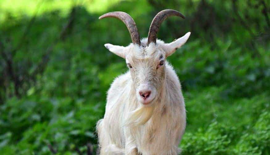 बकरी पालन के फायदे Advantages of Goat Farming in Hindi