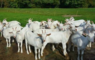 बकरी पालन क्या होता है? What is Goat Farming in Hindi?