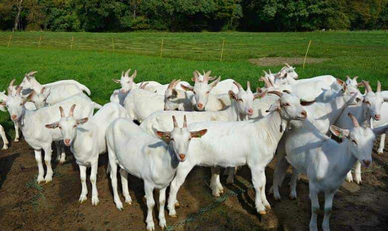 बकरी पालन क्या होता है? What is Goat Farming in Hindi?