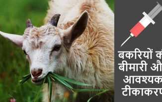 बकरियों की बीमारी और आवश्यक टीकाकरण Goat Diseases and Vaccination Schedule in Hindi