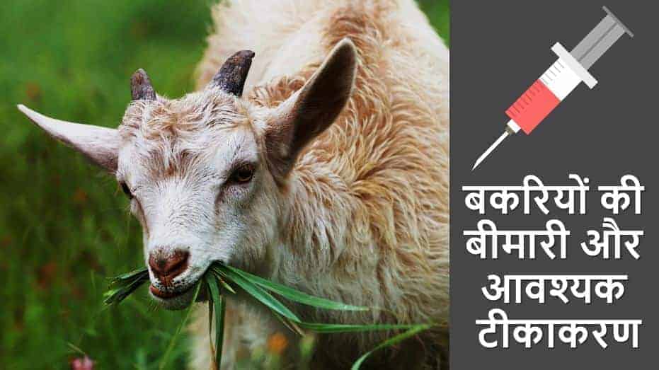 बकरियों की बीमारी और आवश्यक टीकाकरण Goat Diseases and Vaccination Schedule in Hindi