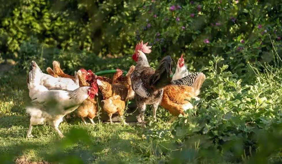भारत में देसी मुर्गी पालन Desi Free Range Chicken Farming in India