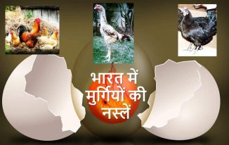 भारत में मुर्गियों की नस्लें (कुक्कुट नस्ल) Chicken Breeds in India Hindi