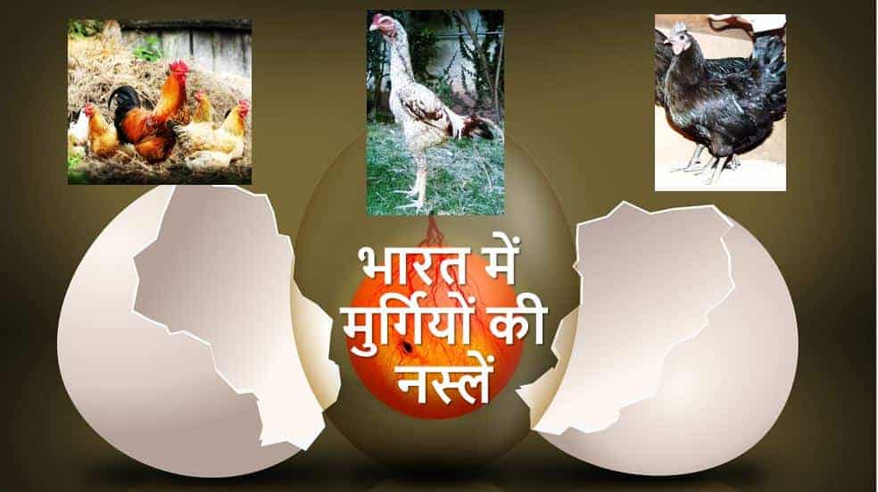 भारत में मुर्गियों की नस्लें (कुक्कुट नस्ल) Chicken Breeds in India Hindi
