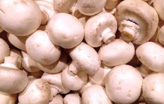मशरूम की खेती , व्यापार, फायदे Benefits Mushroom Farming in Hindi