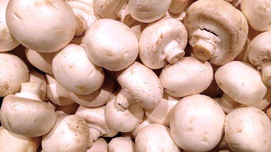 मशरूम की खेती , व्यापार, फायदे Benefits Mushroom Farming in Hindi