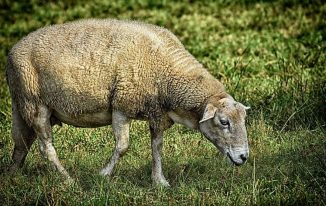 भेड़ पालन की जानकारी व फायदे Advantages of Sheep Farming in Hindi
