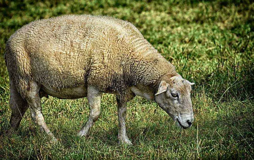 भेड़ पालन की जानकारी व फायदे Advantages of Sheep Farming in Hindi