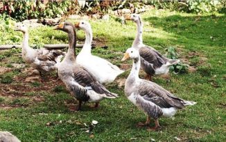 बत्तख पालन व्यवसाय और इसके फायदे Duck Farming and Its benefits in Hindi