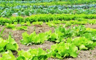 जैविक खेती क्या है? इसके फायदे What is Organic Farming in Hindi ?