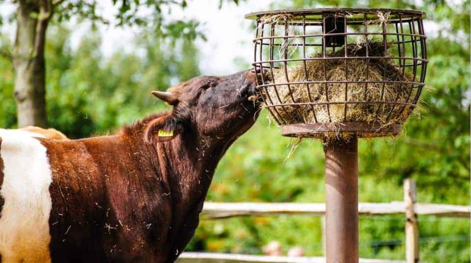 पशु आहार उद्द्योग Cattle feed Manufacturing Business in Hindi
