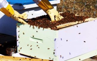 मधुमक्खी पालन उद्योग के फायदे Honey Farming Business in Hindi