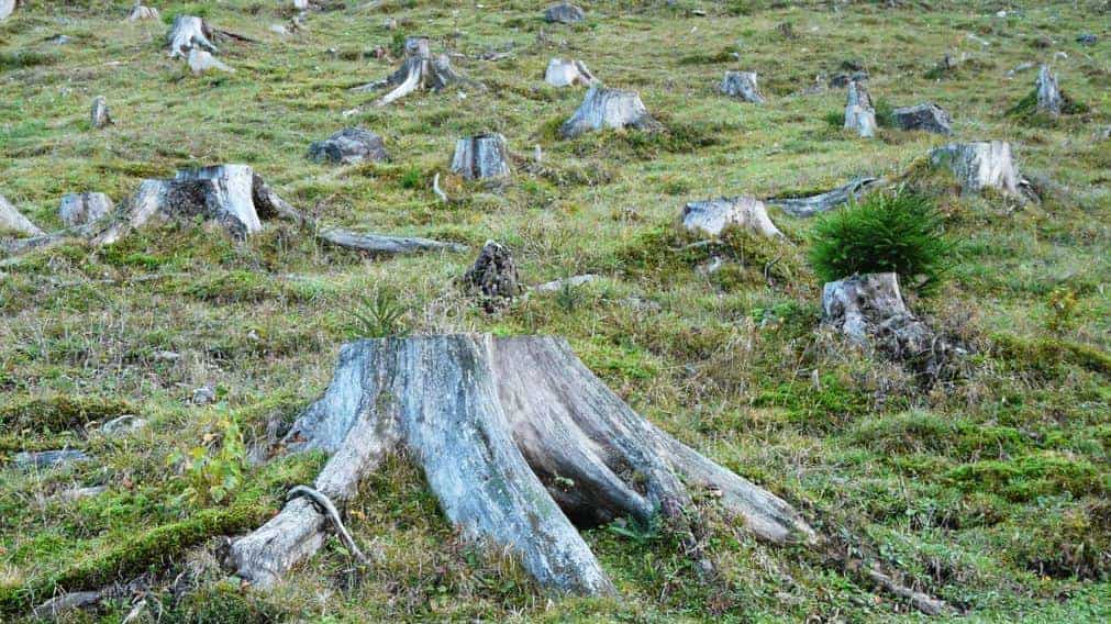 डिफोरेस्टेशन - वनोन्मूलन पर निबंध Essay on Deforestation in Hindi