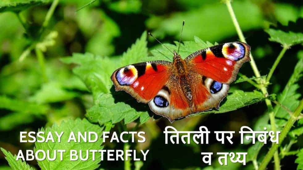 तितली पर निबंध व तथ्य Essay and Facts about Butterfly in Hindi