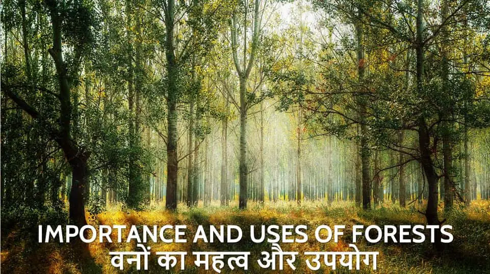 वनों का महत्व और उपयोग Importance and Uses of Forests in Hindi