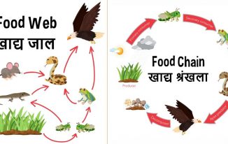 खाद्य श्रृंखला एवं खाद्य जाल Food Chain and Food Web in Hindi
