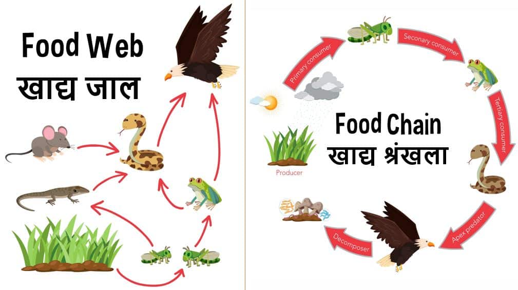 खाद्य श्रृंखला एवं खाद्य जाल Food Chain and Food Web in Hindi